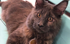 Cat at Toe Beans Cat Cafe