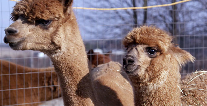 Alpacas at Haute Goat