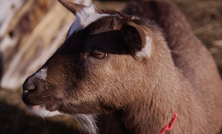Goat from Haute Goat in Port Hope