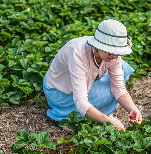 Woman picking strawberries in Port Hope