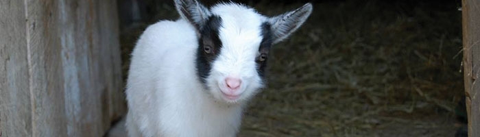 Baby goat at Haute Goat