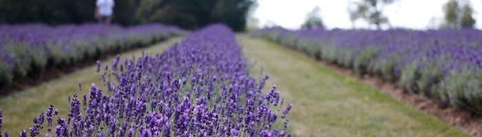 Laveanne lavender field