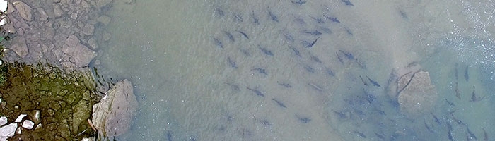 Aerial view of the Ganaraska River with Salmon