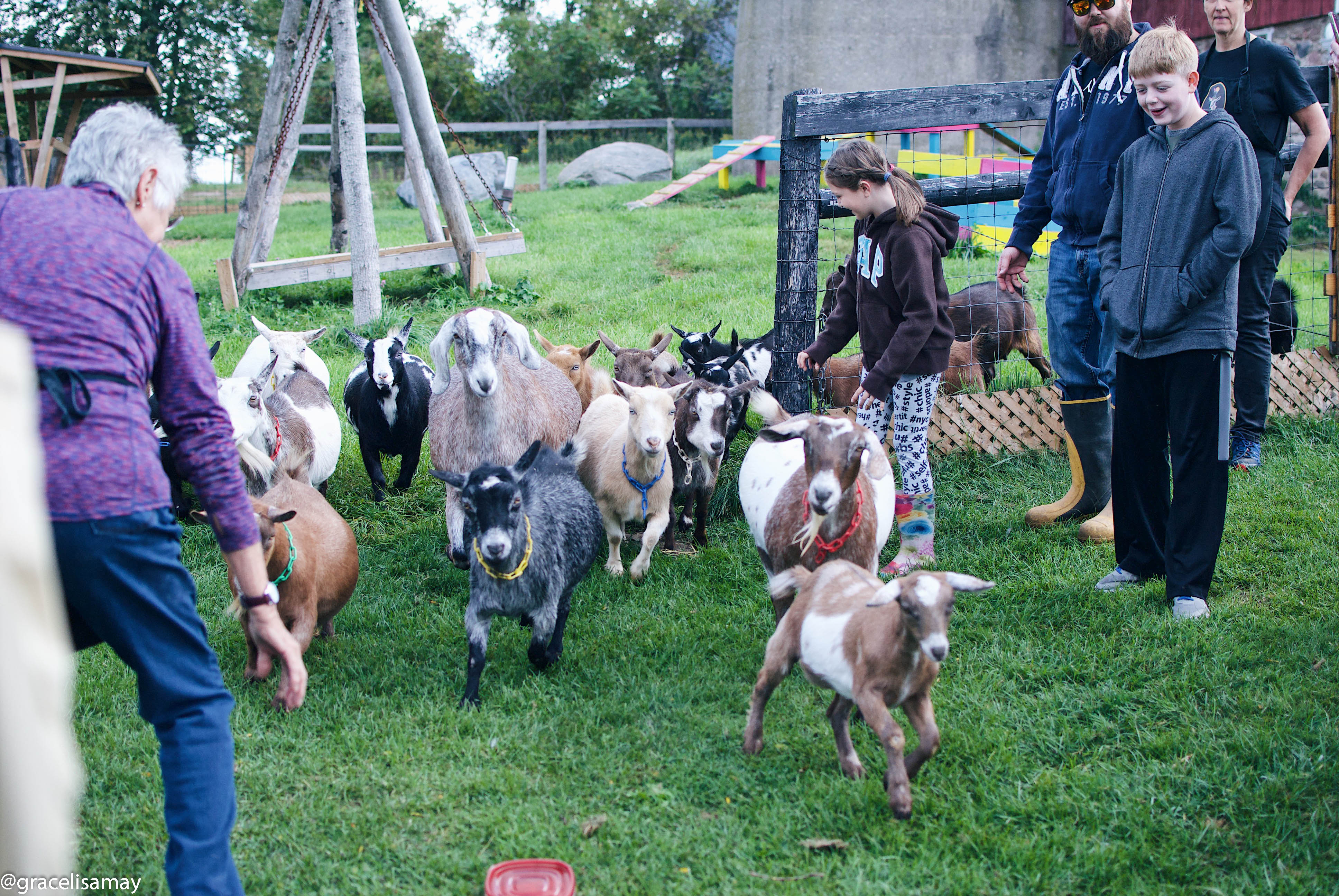 Releasing the goats at Haute Goat farm