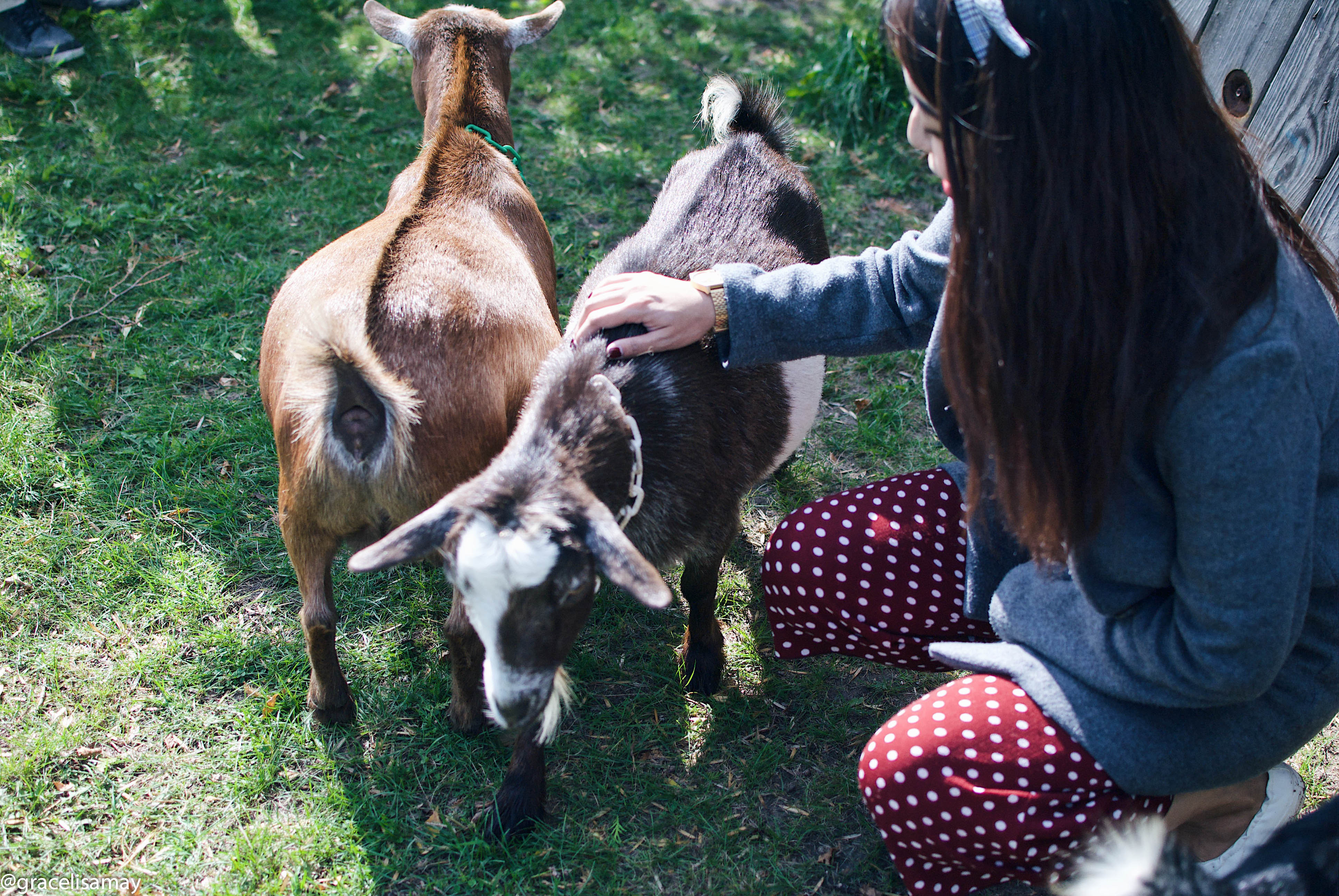 Woman petting goat at Haute Goat in Port Hope