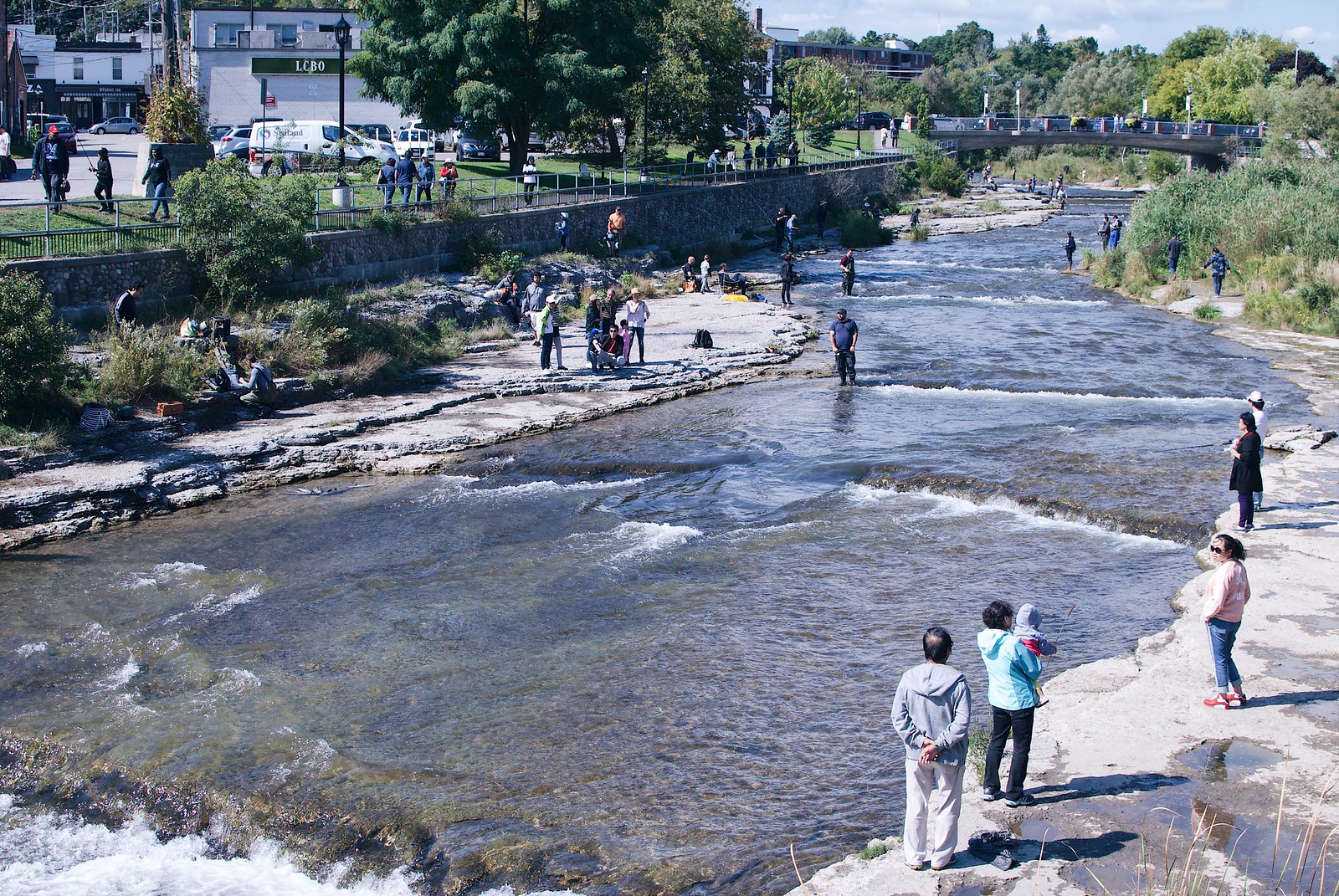 People watching the salmon migration in Port Hope