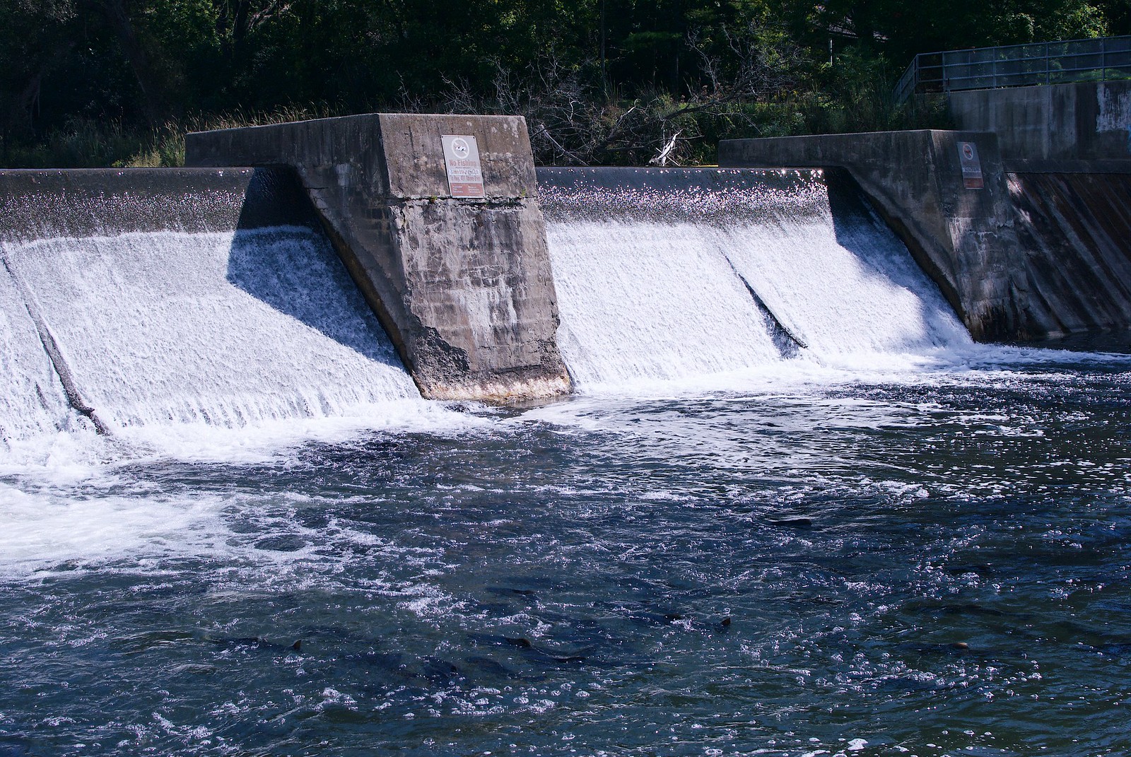 Fish Ladder in Port Hope