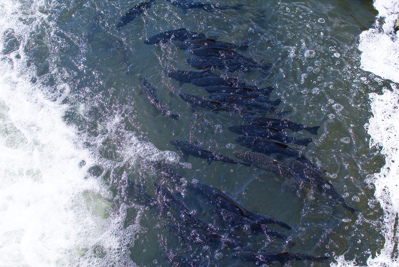 Salmon in the Ganaraska River in Port Hope