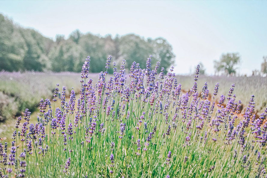 Laveanne Lavender field in full bloom in Port Hope