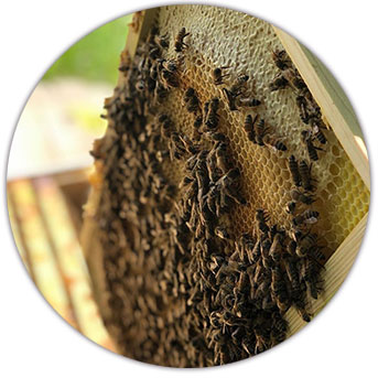 Bee farming supplies and bees