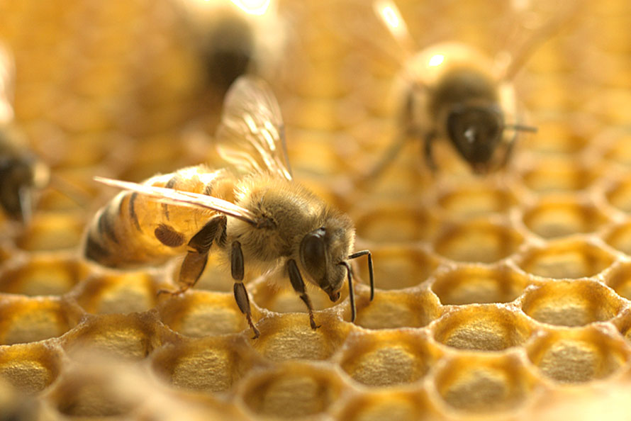 Bees and honeycomb