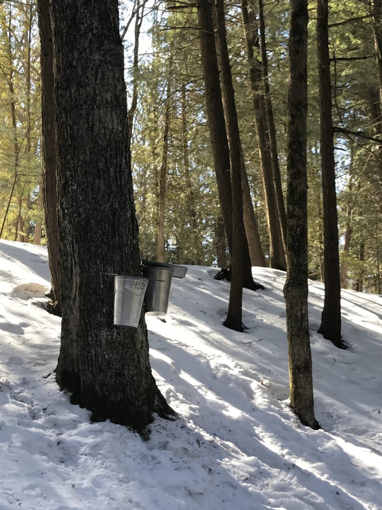 Trees in a forest with metal buckets against them to collect the syrup