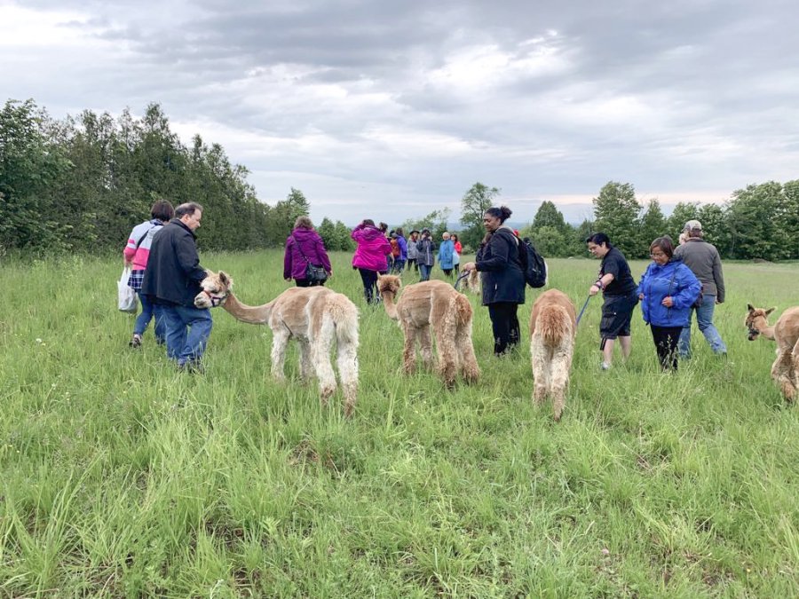Group taking the alpacas for a walk at Haute Goat