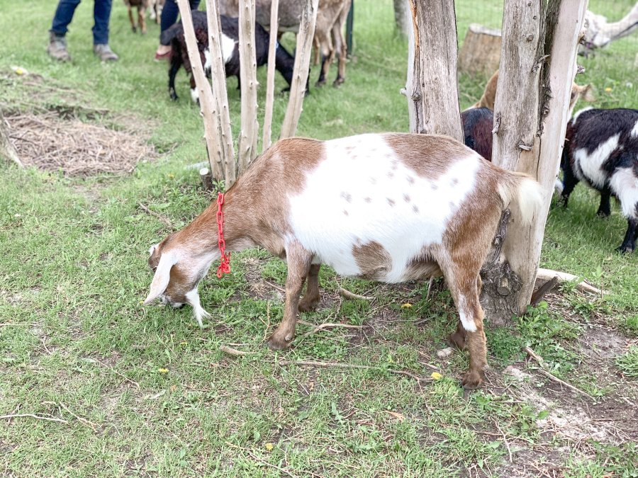 Goat grazing at Haute Goat in Port Hope