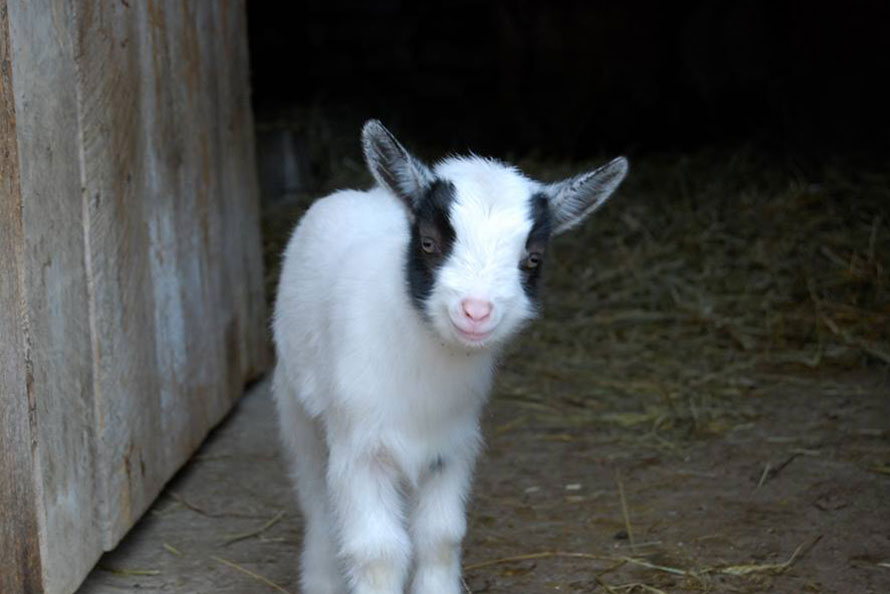 Goat in barn at Haute Goat farm in Port Hope