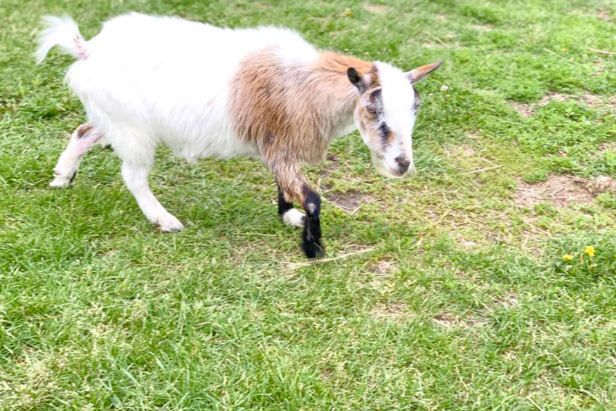 Goat in paddock at Haute Goat farm in Port Hope