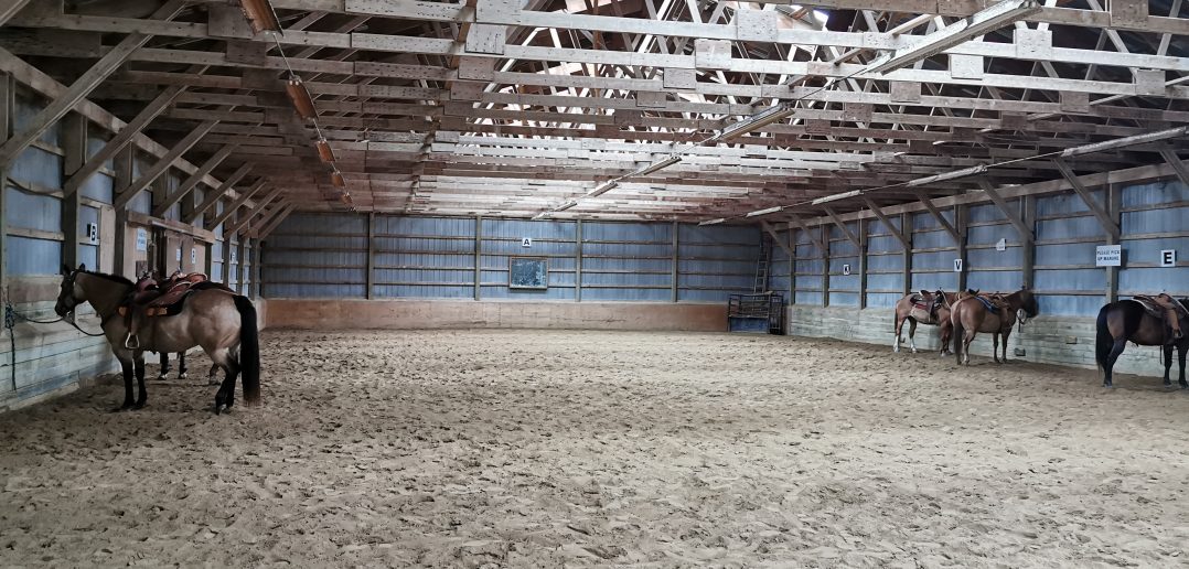 Horses in an arena in Port Hope