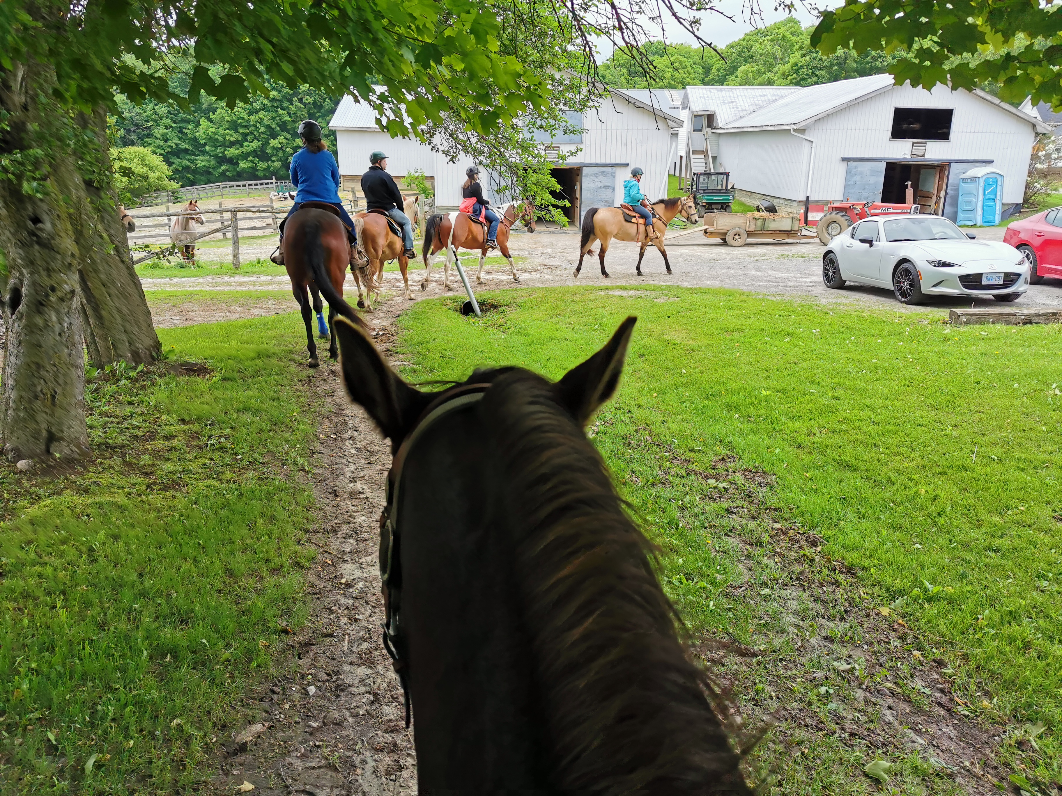 Horses in a line out for a trail ride in Port Hope