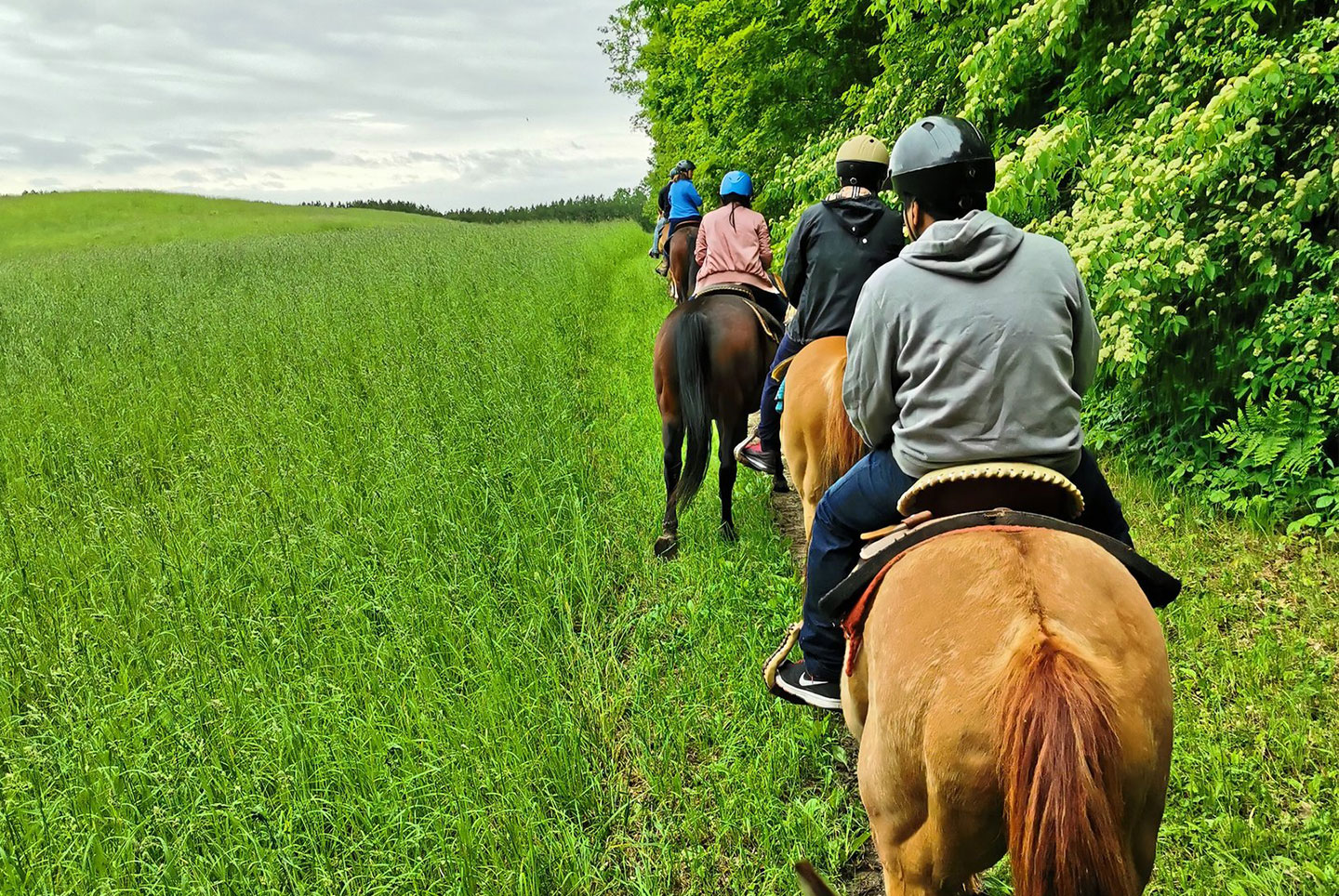 Horse with western saddle in Port Hope