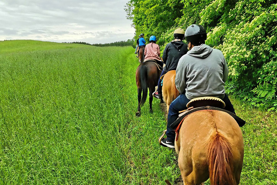 Horse with western saddle in Port Hope