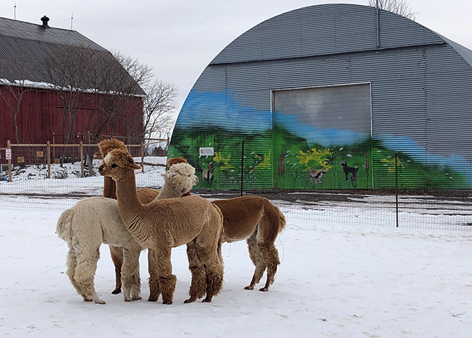 Alpacas grouped together in winter at Haute Goat Farm, Port Hope
