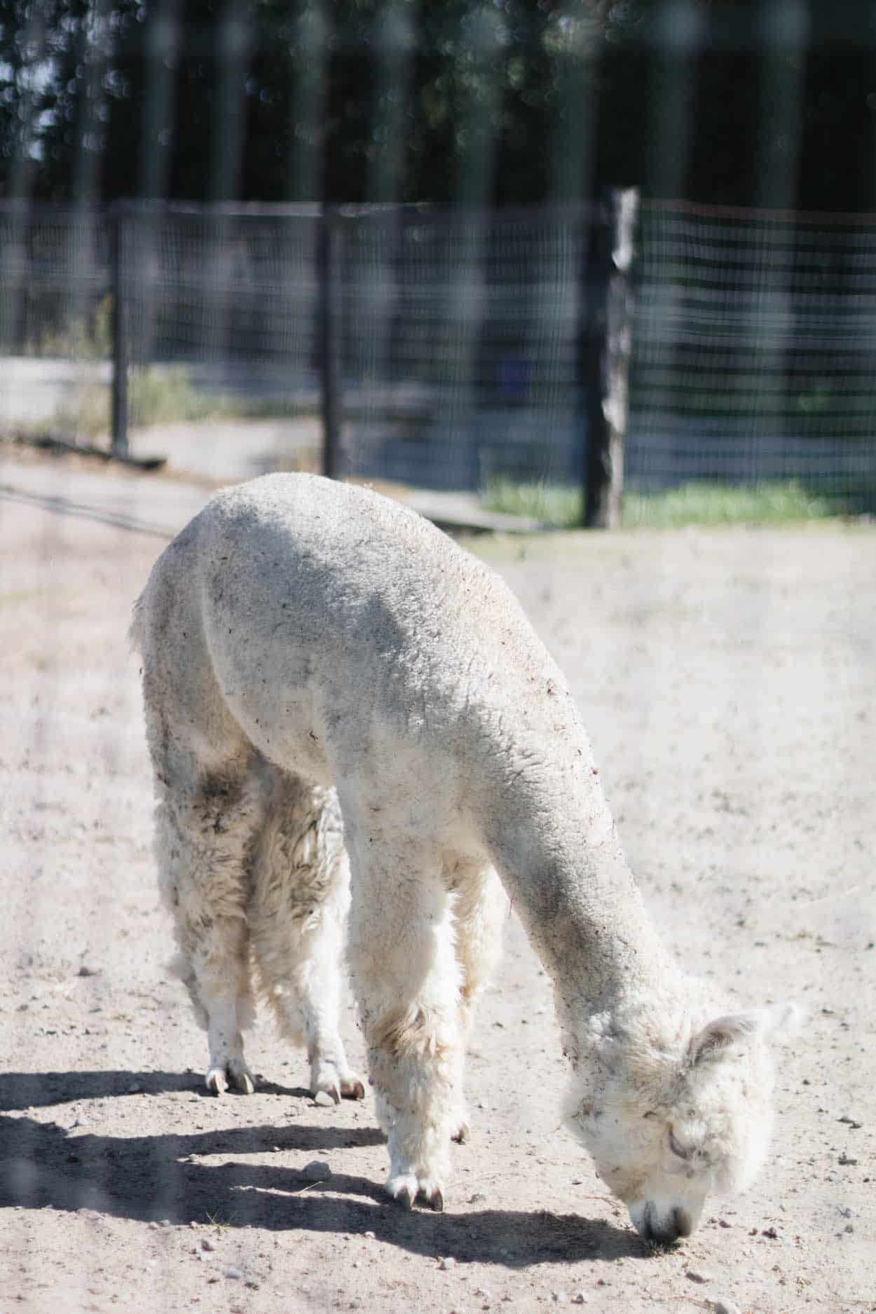 A white alpaca grazing for food in the dirt