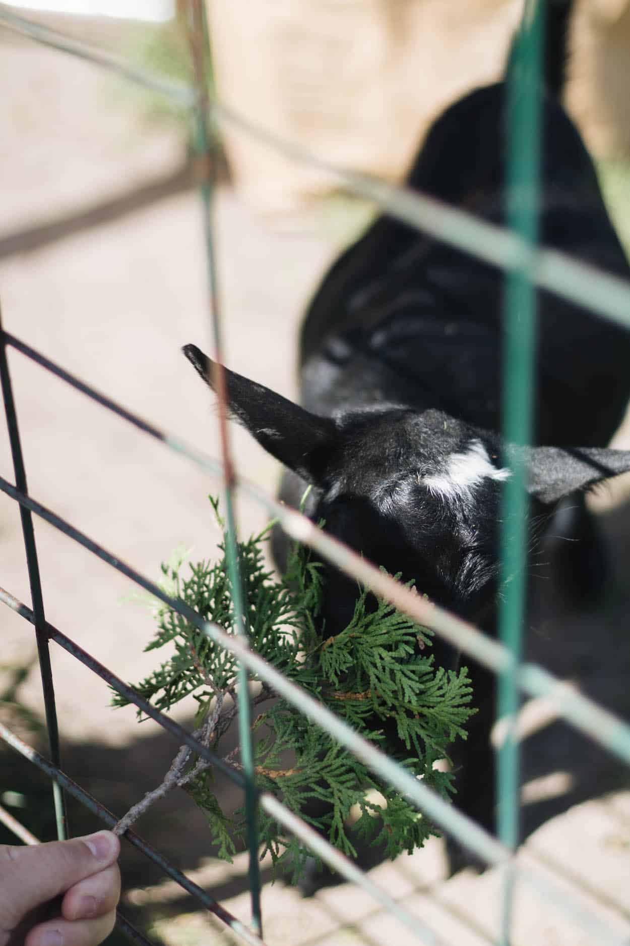 A black goat behind a chain link fence being fed a branch of cedar