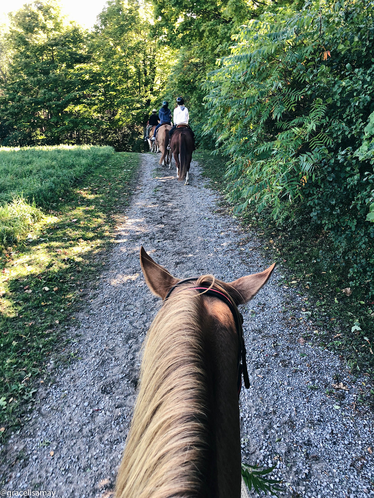 Horseback riding in Port Hope