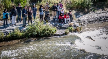 Photo of fish jumping in the Ganaraska River in Port Hope