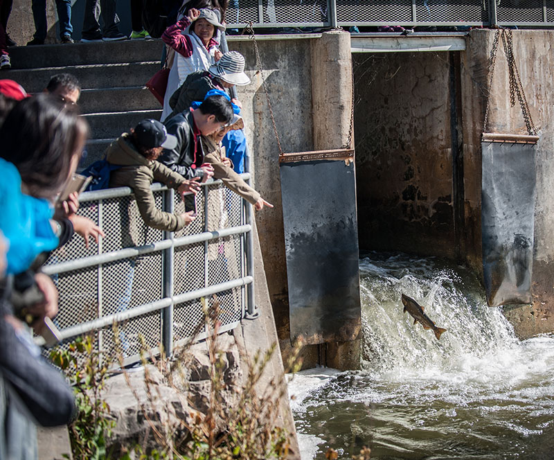 Group of people watching salmon jump up the fish ladder in Port Hope