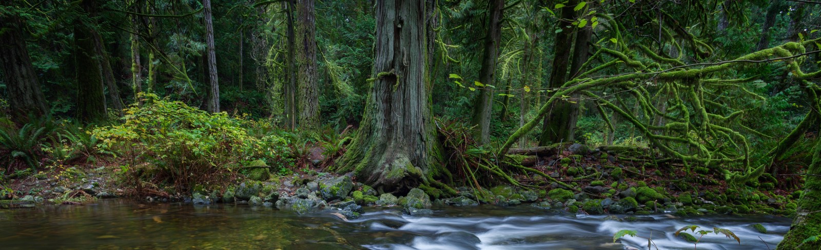 A river flowing through trees