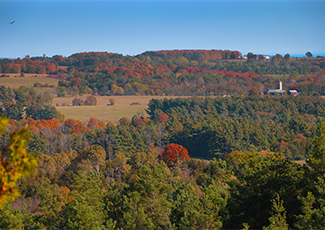 A view of a forest from a high lookout area