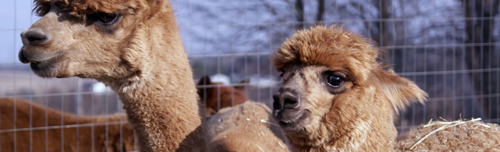 Alpacas at Haute Goat farm experience