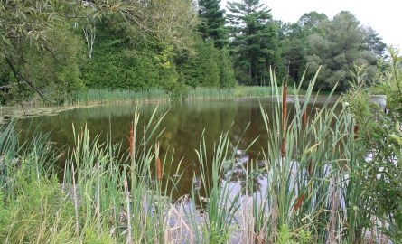 A pond surrounded by cattails and other green plants