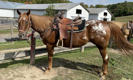 Horse at Trickle Creek Farm