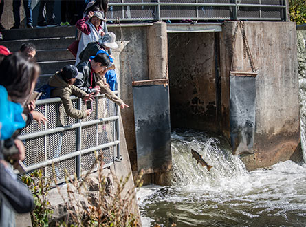 Watching the fish jump at Corbett's Dam in Port Hope