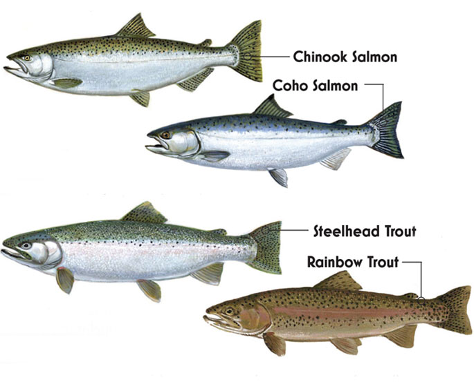 Fish identification chart of Port Hope - Chinook Salmon, Coho Salmon, Steelhead Trout, Rainbow Trout