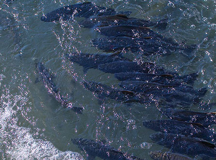 Fish pooling in the water