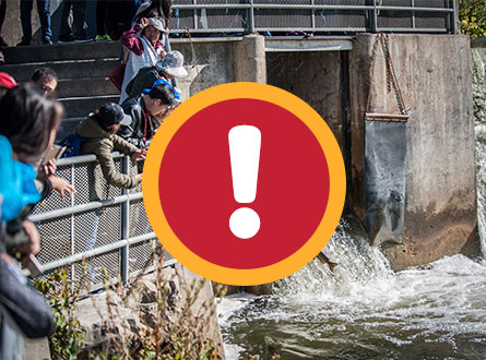 Watching the fish jump at Corbett's Dam in Port Hope