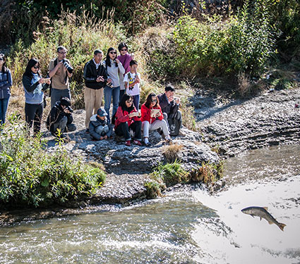 Group of people watching the fish jump in downtown Port Hope