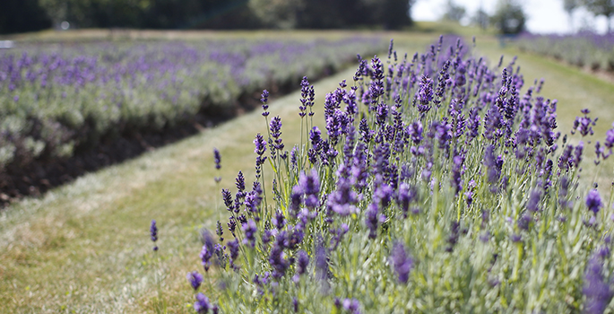 Lavender blooms in a field of lavender