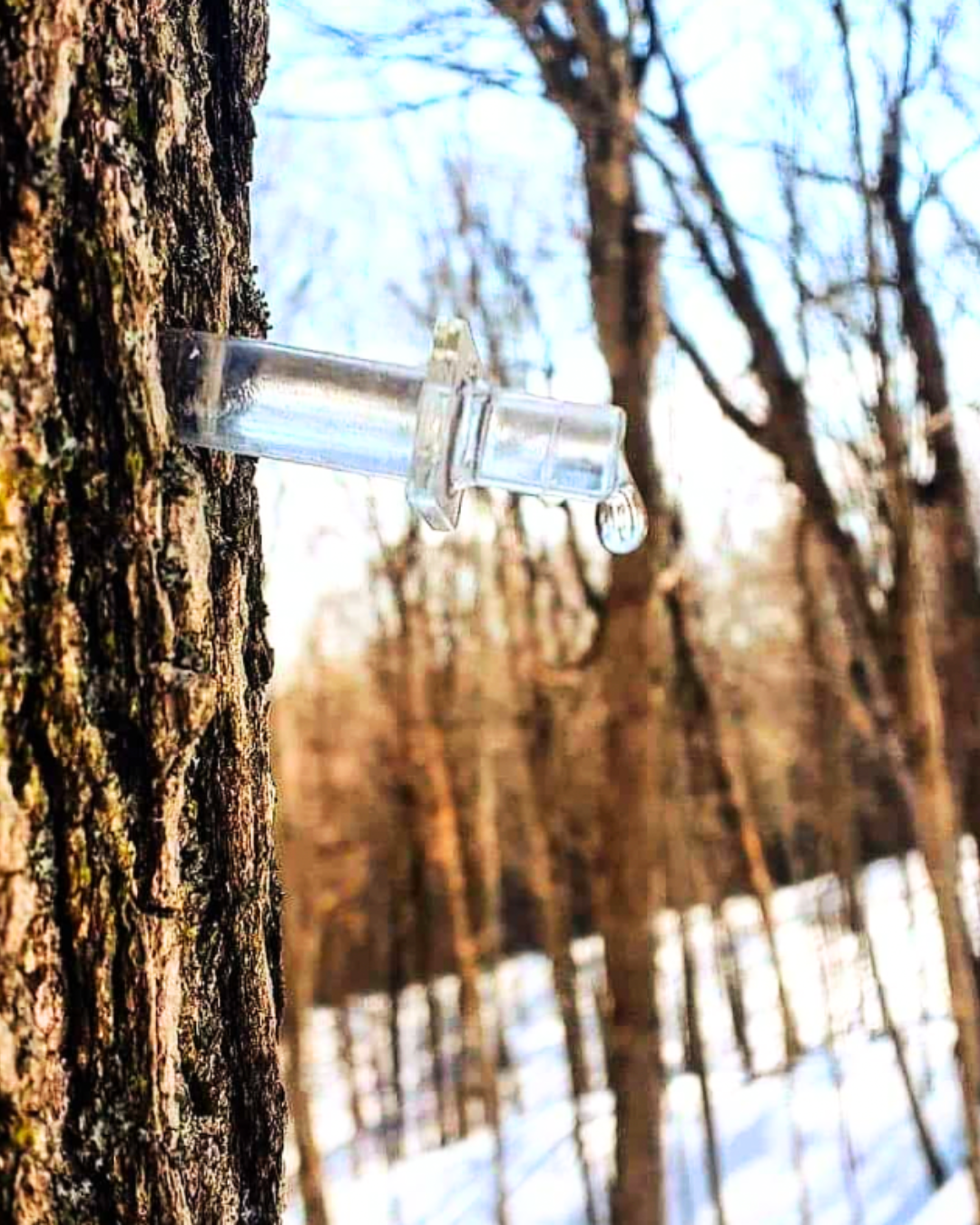 Johnston's Family Farm