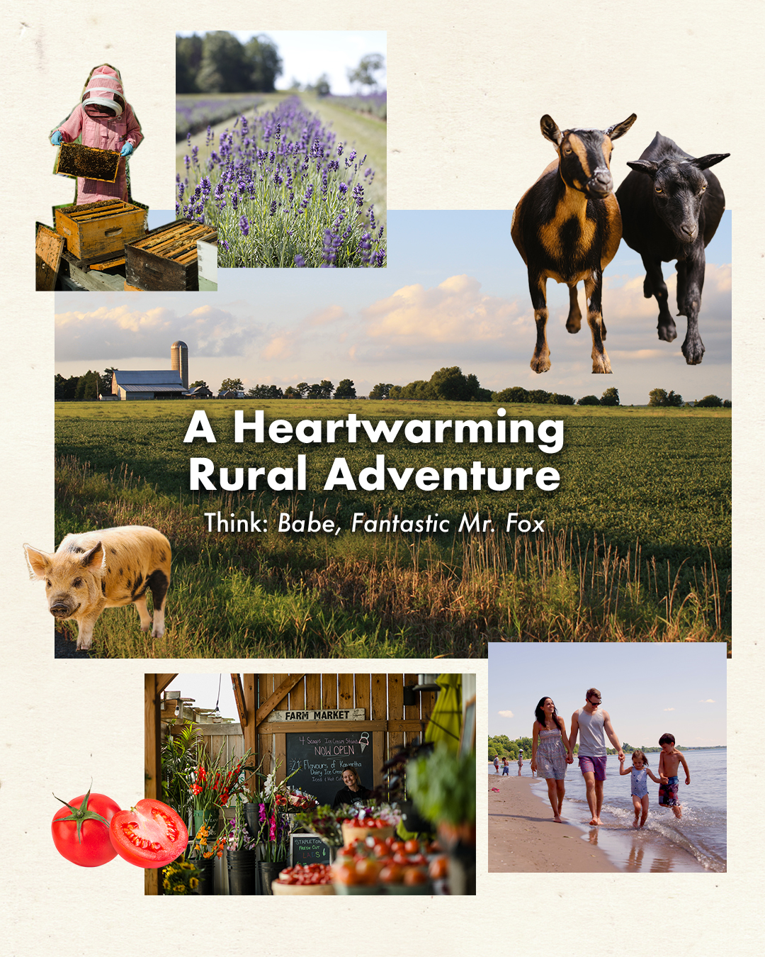 Collage of a lavender field, Haute Goat, farm stands and market offerings with the wordmark A Heartwarming Rural Adventure